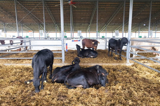 Black brangus cattle resting in a modern covered livestock barn. Domestic cows on straw bedding inside a clean farm facility.