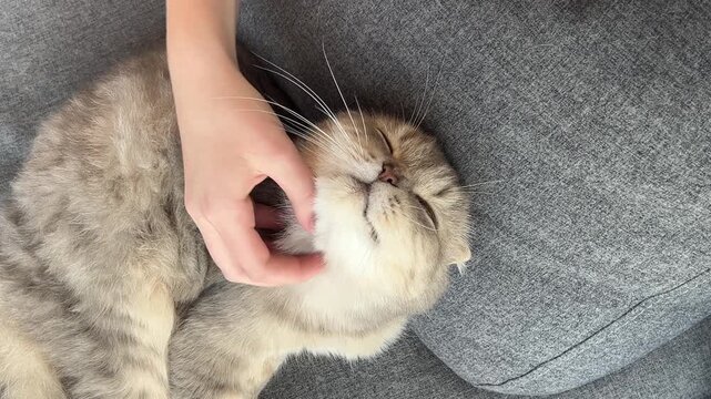Hand scratching cat chin on sofa, affectionate pet moment close up