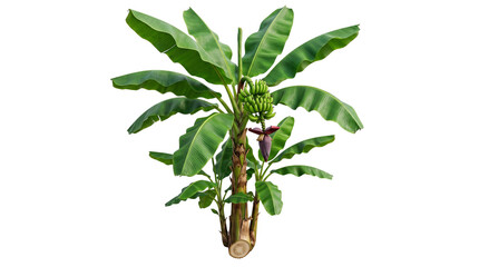 Tropical banana tree with lush green leaves and fruit bunch, exotic musa plant with purple blossom, organic banana palm for landscaping and agriculture isolated PNG with Transparent Background © amjad