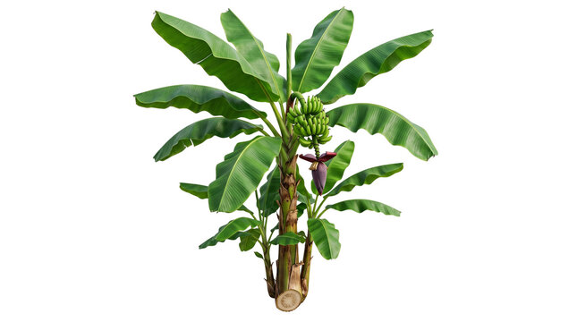 Tropical banana tree with lush green leaves and fruit bunch, exotic musa plant with purple blossom, organic banana palm for landscaping and agriculture isolated PNG with Transparent Background