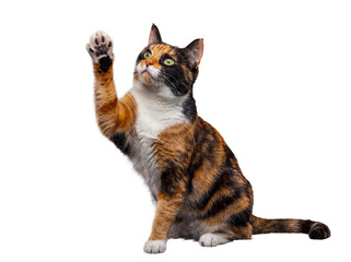 A captivating calico cat with expressive green eyes, sitting and playfully raising its paw, looking upwards. © Jamie