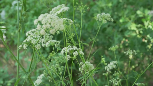 Delicate white umbels of a skirret plant sway rapidly on slender green stems in a brisk summer breeze. Perfect for historical agriculture documentaries, culinary herb features, and botanical guides.
