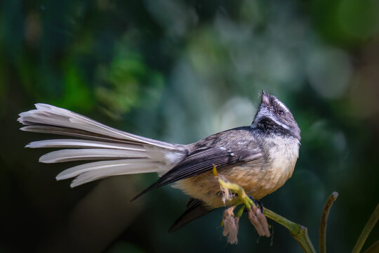 New Zealand fantail, also known by its Māori name, pīwakawaka. Auckland.