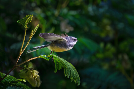 New Zealand fantail, also known by its Māori name, pīwakawaka, taking off from tree. Auckland.