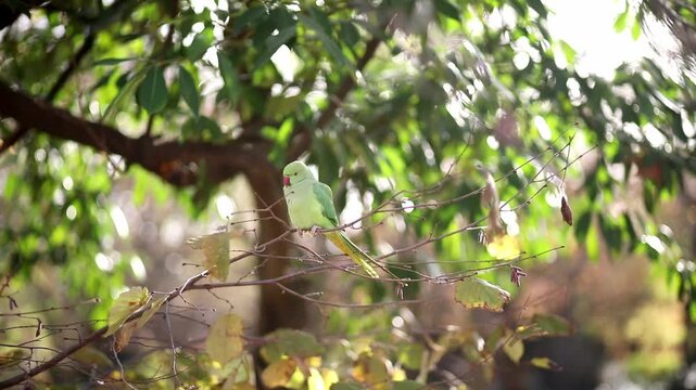 Rose-ringed parakeet, Psittacula krameri, perched on tree branches in the Luxembourg Garden in Paris, France
