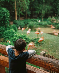 Fototapeta premium Young Boy Watching Flamingos at Wildlife Park and Nature Reserve