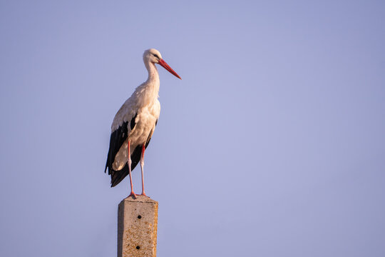  Cig&uuml;e&ntilde;a blanca (Ciconia ciconia), una ave de gran tama&ntilde;o reconocida por su plumaje blanco y alas negras adem&aacute;s de su largo pico naranja