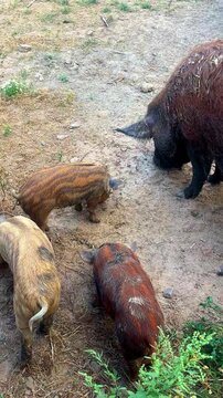 Group of curly-haired piglets gathered in a muddy farmyard enclosure, viewed from above - an authentic vertical video capturing heritage-breed pig farming and rural animal life
