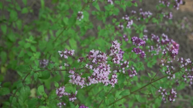 Blossoming purple-pink stalks of oregano sway in a gentle breeze as a bee collects nectar in daylight. Perfect for agricultural studies, pollinator conservation features, and gardening programs.