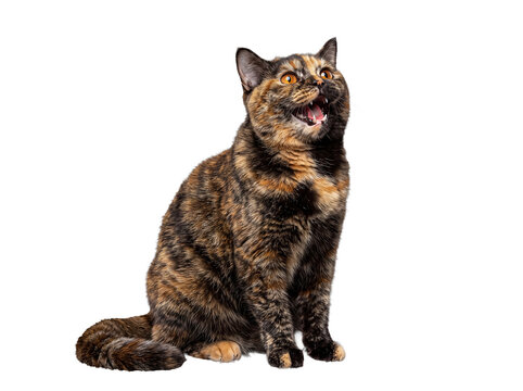 Distinctive tortoiseshell cat sitting with mouth open, looking upwards, isolated on a transparent background.