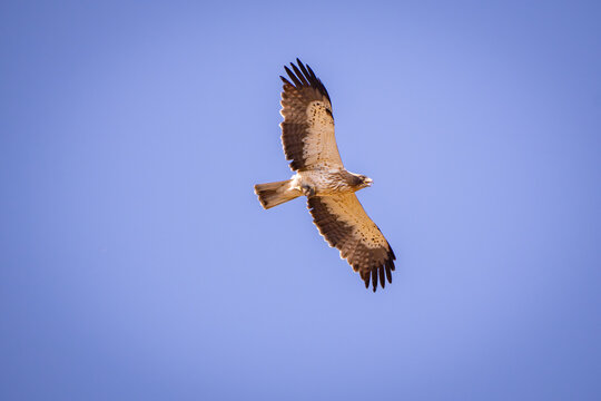 &Aacute;guila calzada (Hieraaetus pennatus) en vuelo, identificable por su coloraci&oacute;n p&aacute;lida en el vientre y marcas oscuras en las alas.