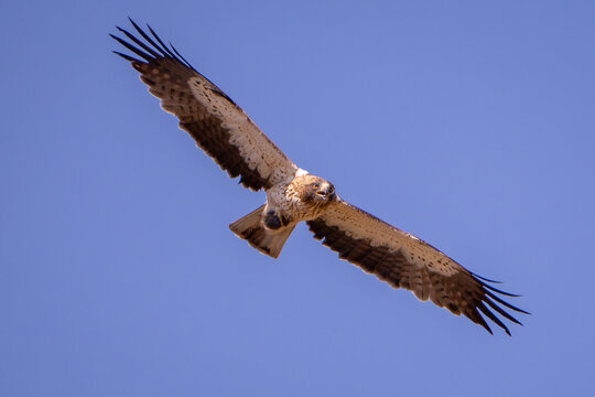 &Aacute;guila calzada (Hieraaetus pennatus) en vuelo, identificable por su coloraci&oacute;n p&aacute;lida en el vientre y marcas oscuras en las alas.