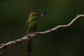 Obraz premium Asian Green Bee-eater (Merops orientalis) holding fresh dragonfly prey in beak resting on branch in wild nature habitat