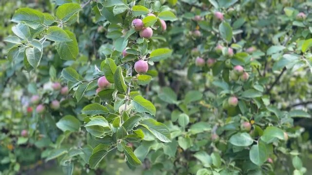 Apple tree branches with ripe red apples and green leaves in a natural outdoor setting