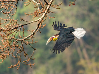 Wreathed hornbill flying in the forest Rhyticeros undulatus © kesong