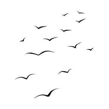 birds in flight