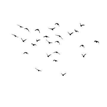 flock of birds