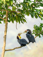 Two wreathed hornbills perched on a branch interacting with each other in tropical forest Rhyticeros © kesong