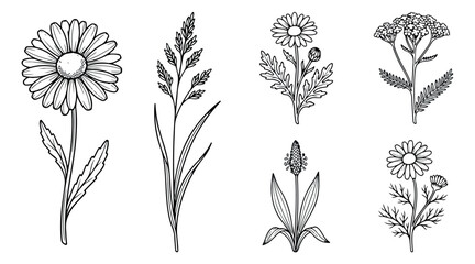 Vintage botanical wildflower sketches, 6 hand drawn floral line art elements, black and white meadow herb vector set for wedding invitations © rehman