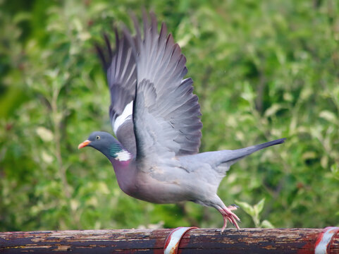 Common Wood Pigeon (Columba palumbus) with a stern expression sitting on a branch.