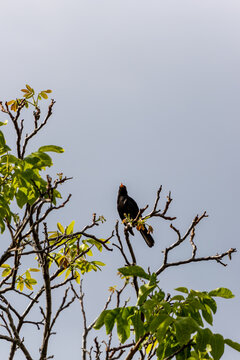 Bird perched on treetop branch