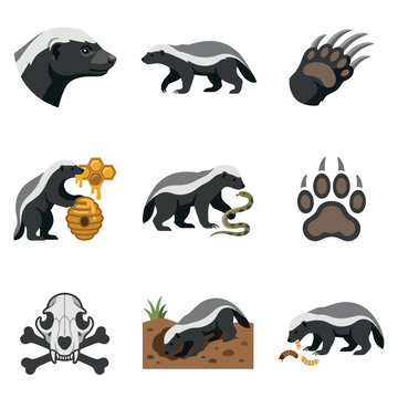 Honey badger flat icon set featuring animal head profile, walking pose, clawed paw, badger with beehive and honeycomb, fighting a snake, paw print, skull and crossbones, digging, and eating.