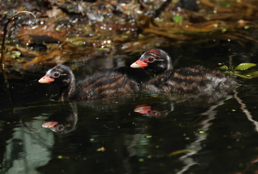 Two cute Little Grebe chicks, Tachybaptus ruficollis, swimming on the New River.