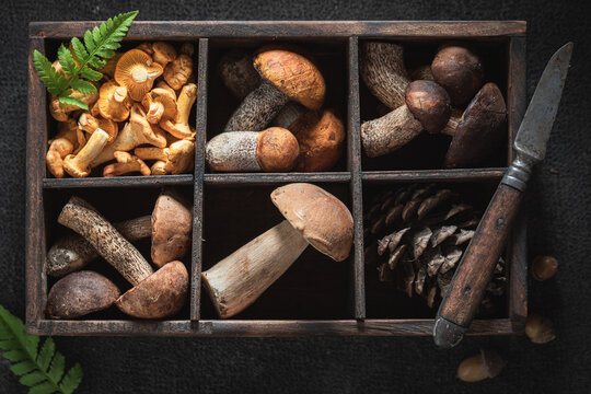 Fresh and wild mushrooms grouped into categories.