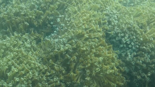 Seagrass sways gently beneath the crystal-clear ocean waves, dancing in a slow, rhythmic motion with the underwater currents like a green meadow