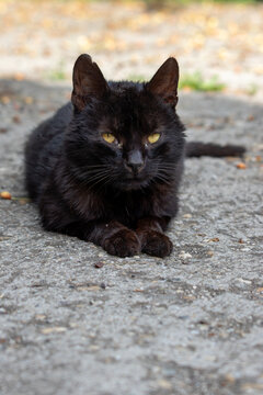 Black cat resting outdoors