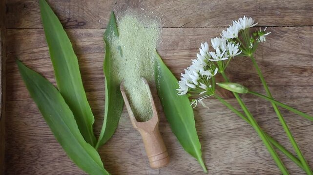 Herbal salt made of Allium ursinum leaves, known as wild garlic, ramsons, buckrams, wood garlic, bear leek or bear's garlic. Wood scoop with green salt and wild garlic leaves and blossoms for decorati