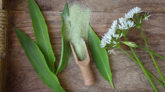 Herbal salt made of Allium ursinum leaves, known as wild garlic, ramsons, buckrams, wood garlic, bear leek or bear's garlic. Wood scoop with green salt and wild garlic leaves and blossoms for decorati