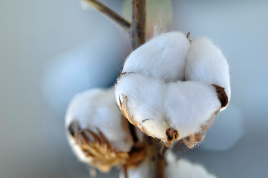 Closeup of a fluffy white cotton boll on a branch