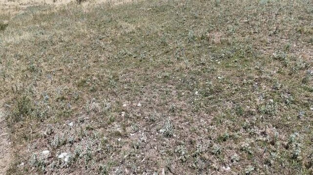 Zona di erba secca con vegetazione rada e terreno naturale irregolare, in un ambiente luminoso sotto cielo sereno.