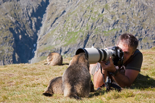 Photographer taking picture of curious Alpine marmot
