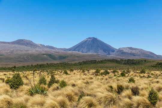 New Zealand, North Island, Clear blue sky over yellow grass growing in front of Ngauruhoe and Tongariro volcanoes