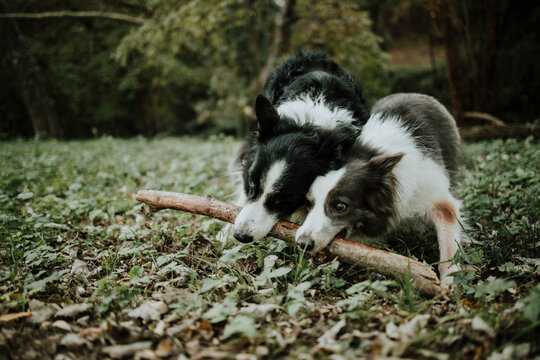 Two Border Collies chew a wooden stick outdoors in the countryside