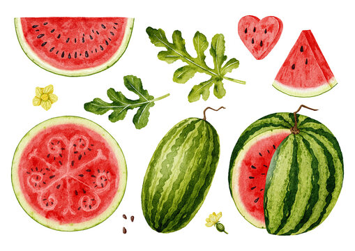 Watercolor illustration featuring watermelons in various forms &mdash; slices, whole fruits, leaves, and flowers.