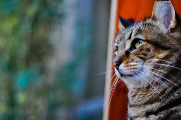 cat on the window © alexandra