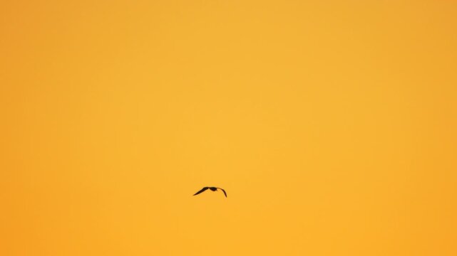 Lone avian creature glides through a solid amber sky during golden hour. Static long shot.