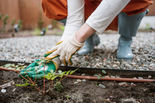 Female gardener plants a small hydrangea in the spring garden soil