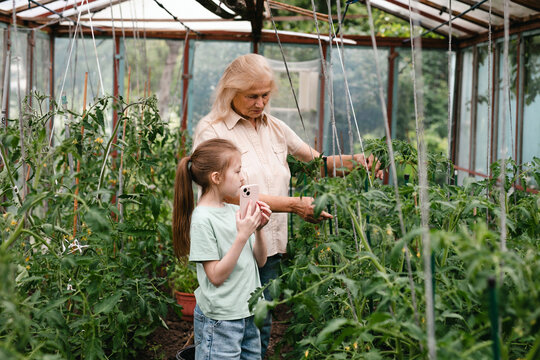 Girl photographs grandmother tending tomato plant in greenhouse