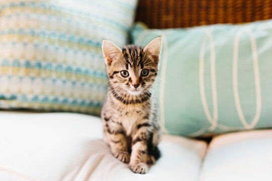 Eight week old tortoiseshell kitten on sofa