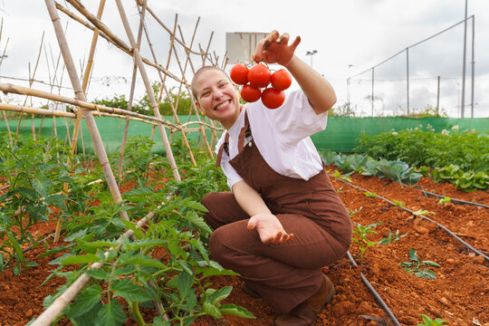 A smiling woman harvests an organic tomato in an urban garden