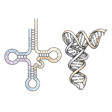 Transfer RNA tRNA Molecule Structure Showing Cloverleaf Folding and Anticodon Region Isolated on White Background