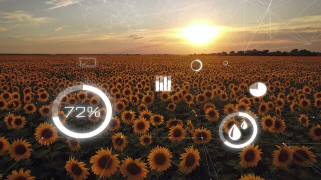 Sunflower field with AI monitoring interface for real-time crop analysis, irrigation control, and precision agriculture management