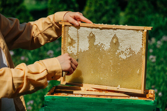 Woman cuts fresh honeycomb from a wooden frame in a garden apiary