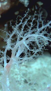 Witness Cucumaria miniata, also known as the orange sea cucumber, as it extends its delicate, tree-like tentacles to capture plankton in the cold waters of the Arctic.