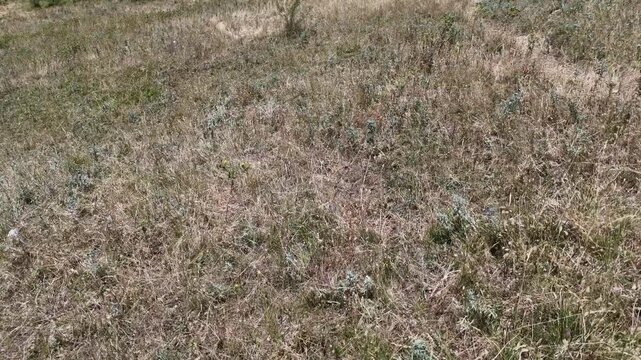 Zona di erba secca con vegetazione rada e terreno naturale irregolare, in un ambiente luminoso sotto cielo sereno.