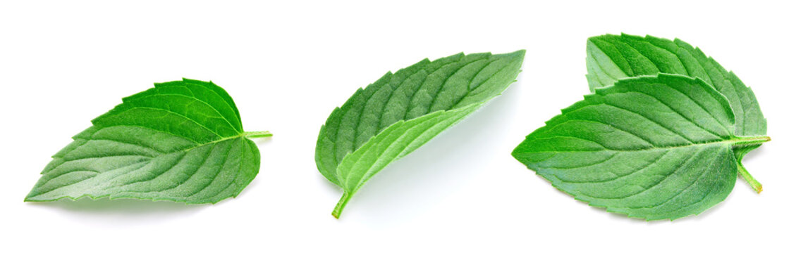 Mint leaves set isolated on white background. Green fresh mint leaf collection with clipping path